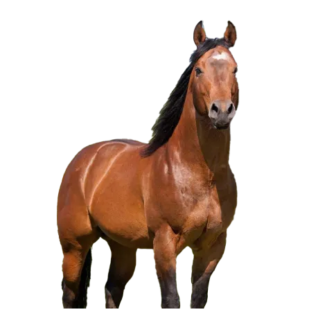 Категория Для лошади