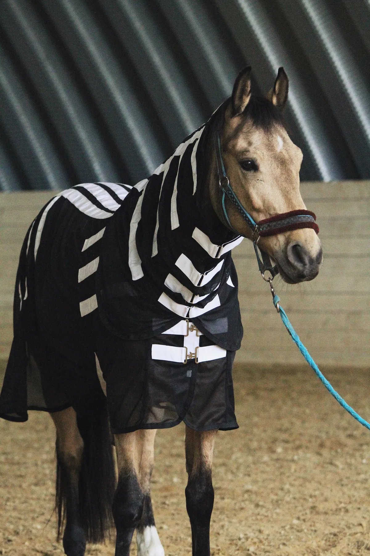 Магнитная попона для лошади, 145 размер