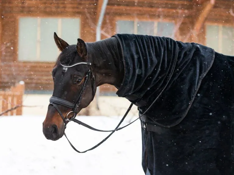 Попона меховая Teddy MANIC, Чёрная, размер 155