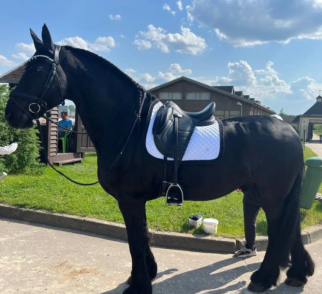 Вальтрап Manic Brilliant c камнями, Белый выездковый