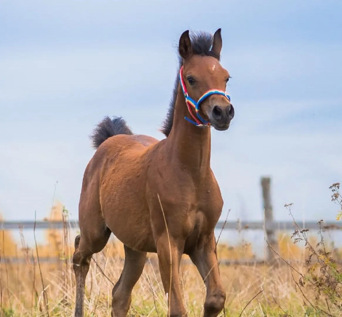 Недоуздок для жеребёнка