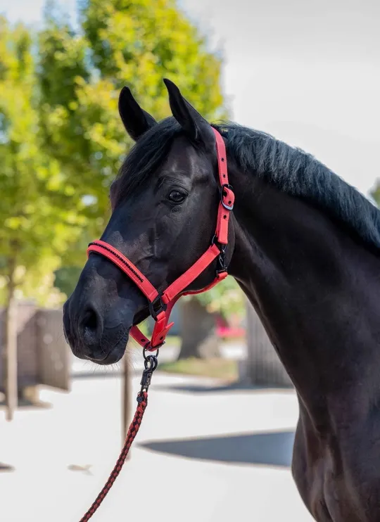 Недоуздок с чомбуром Savona