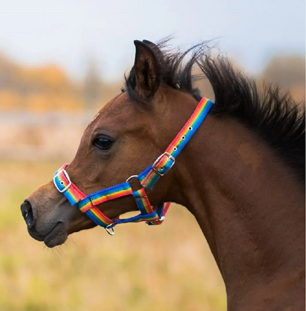 Недоуздок для жеребёнка