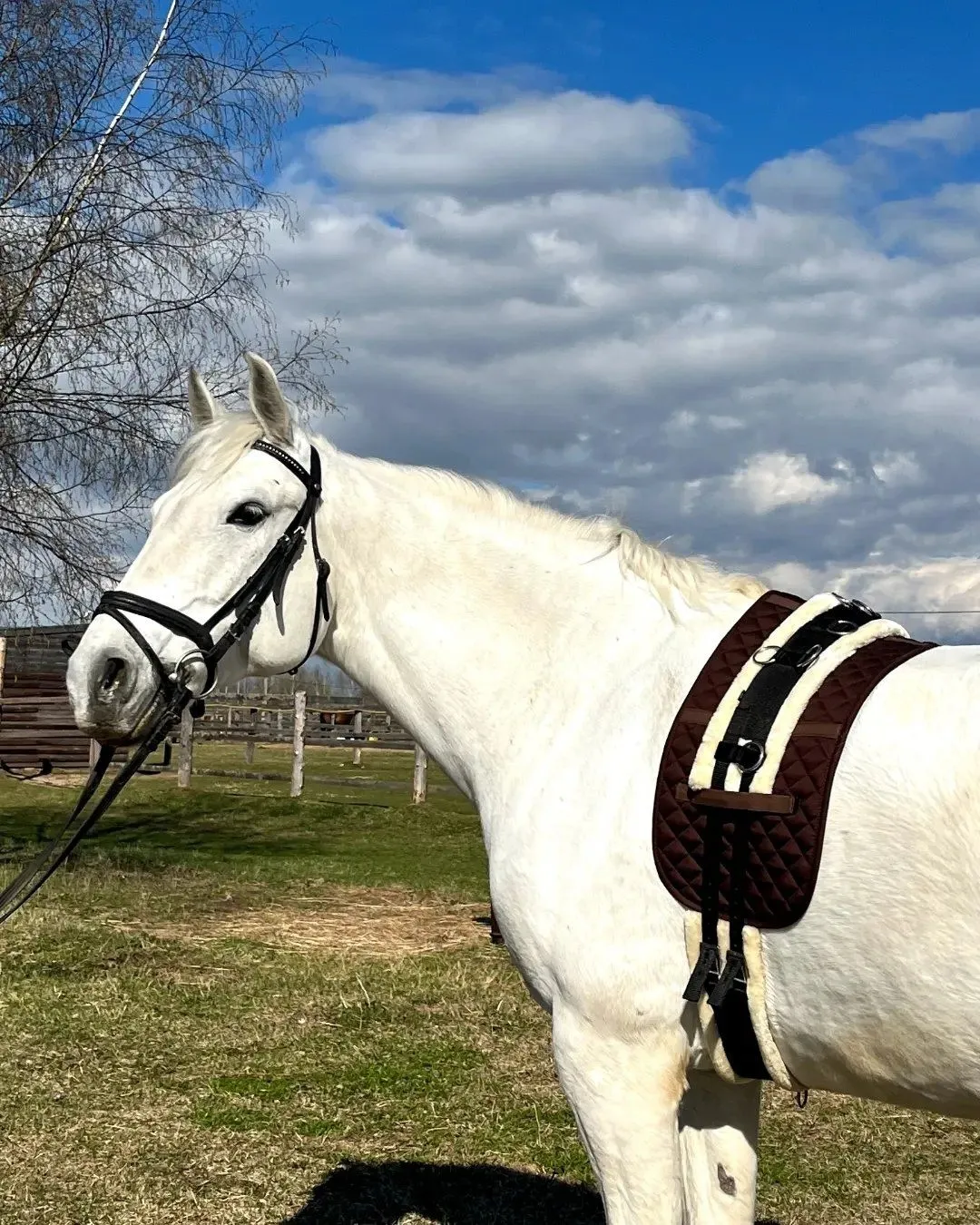 Вальтрап под гурту