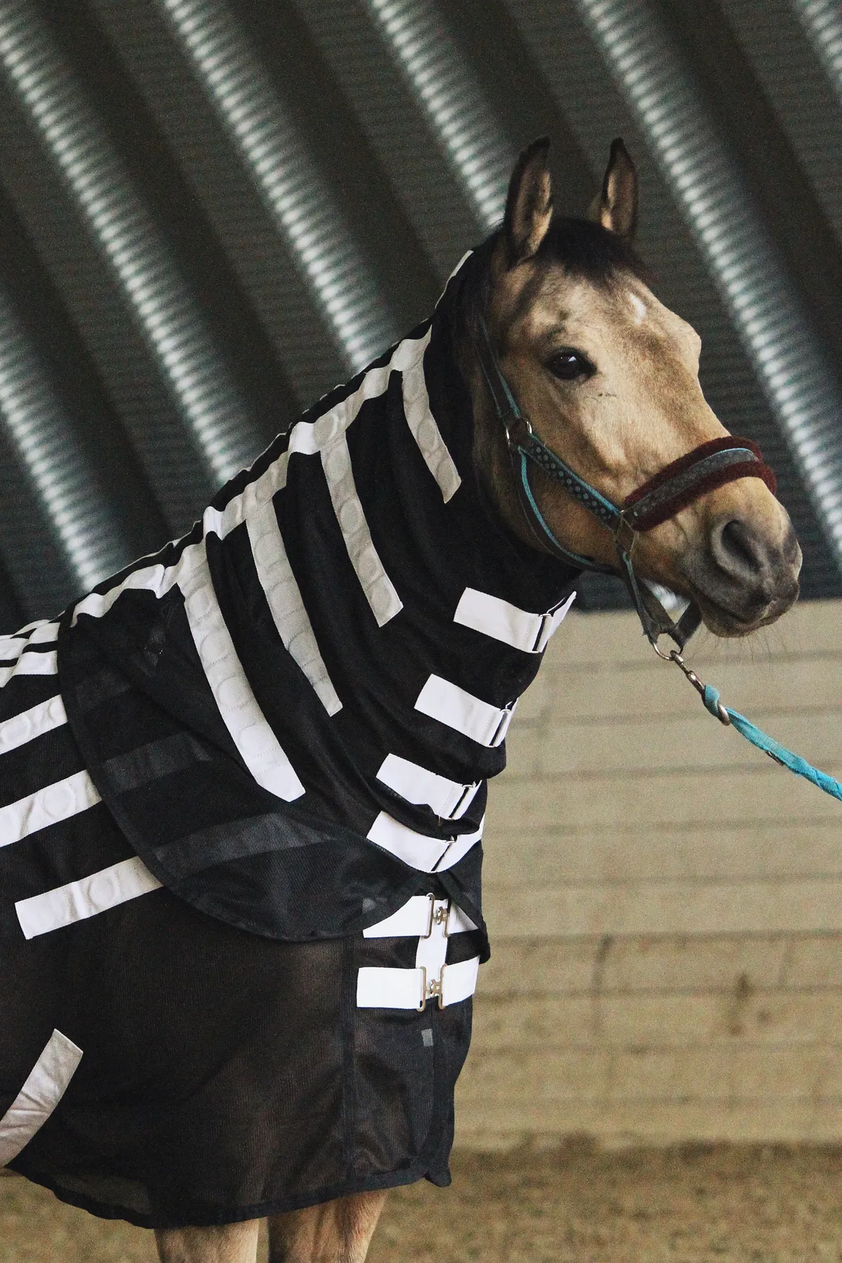 Магнитная попона для лошади, 145 размер