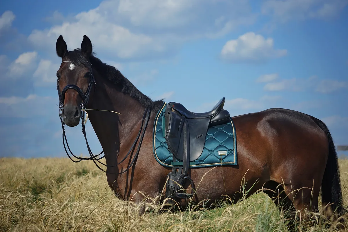 Выездковый вальтрап