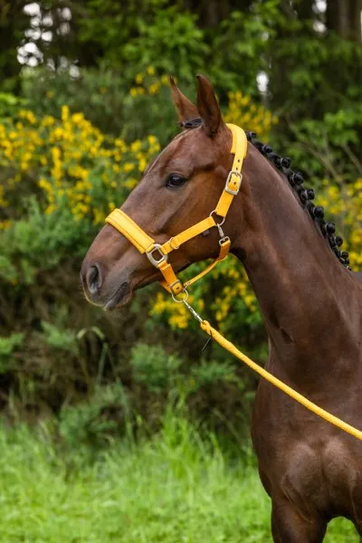 Недоуздок с чумбуром