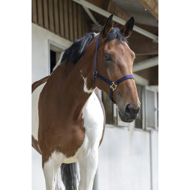 Недоуздок "RIDING WORLD"