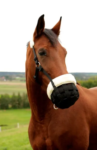 Намордник "Teddy" с флисом