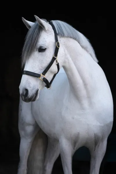 Недоуздок "Eco"