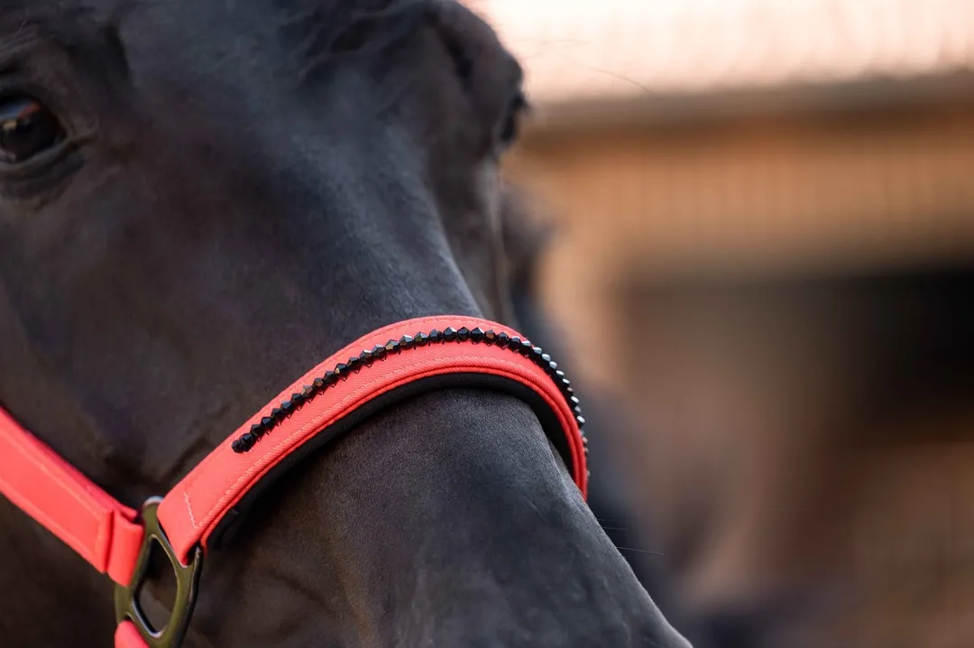 Недоуздок с чомбуром Savona