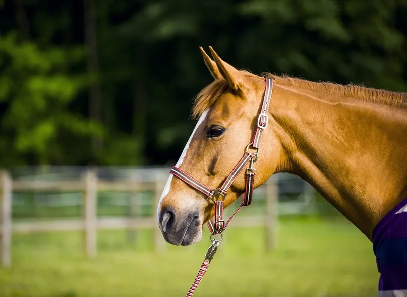 Недоуздок трехцветный