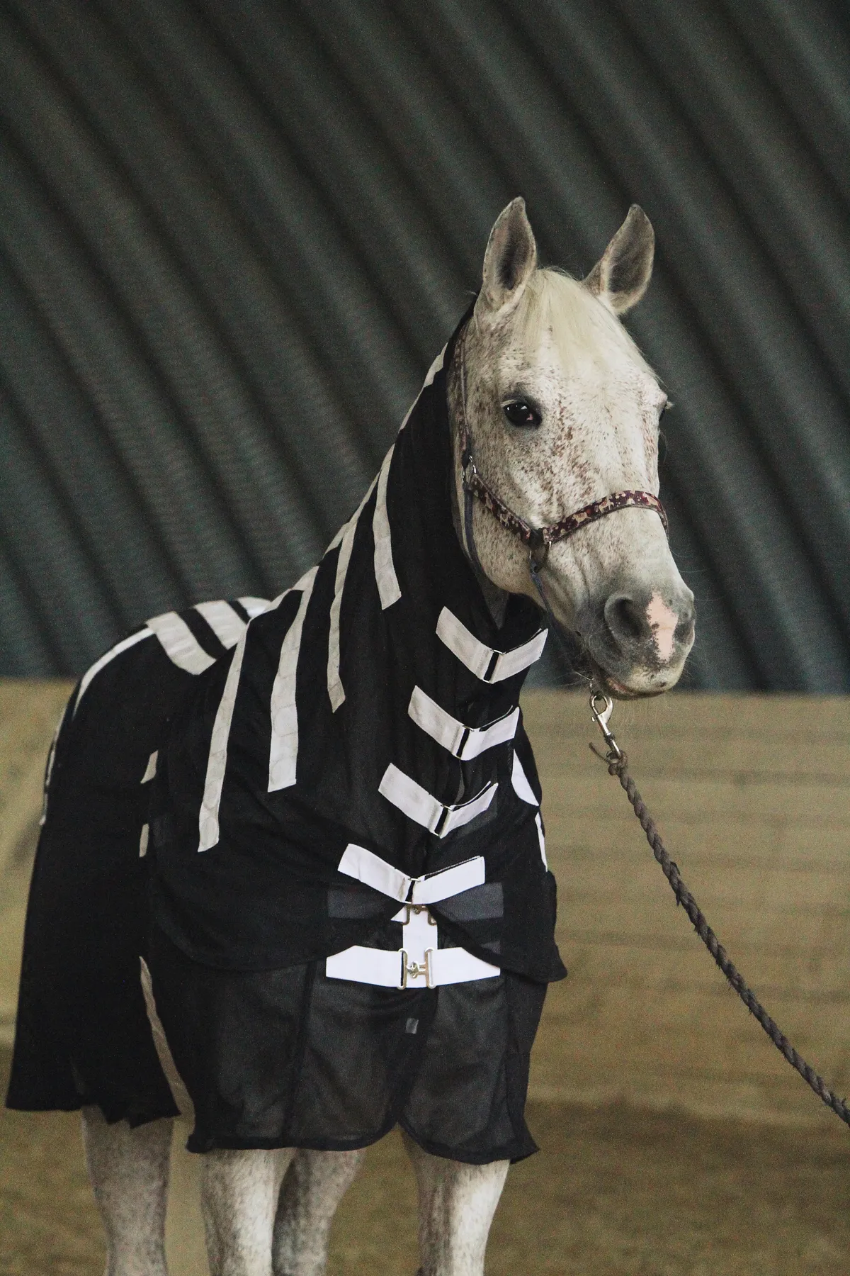 Магнитная попона для лошади, 155 размер