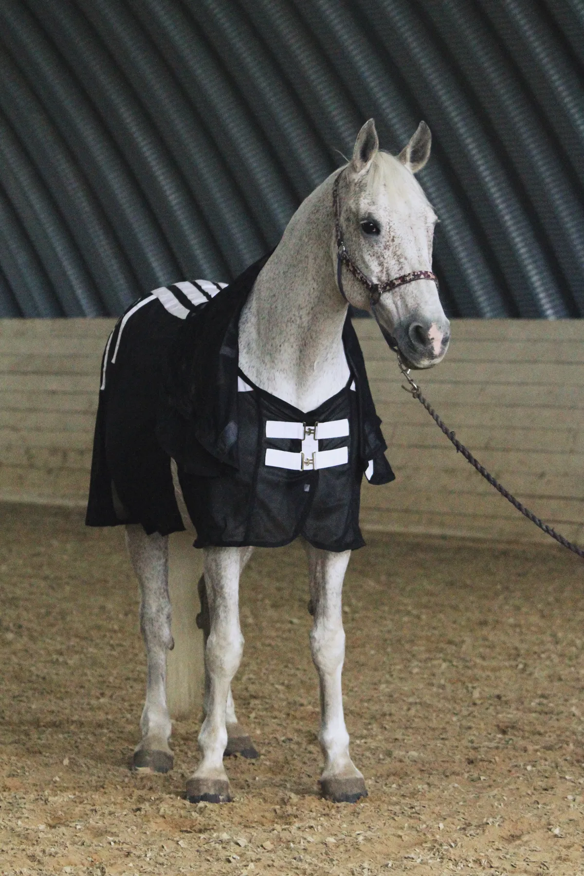 Магнитная попона для лошади, 155 размер