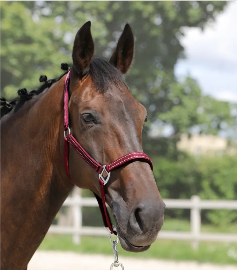 Недоуздок York Teo черный Pony