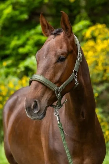 Недоуздок с чумбуром