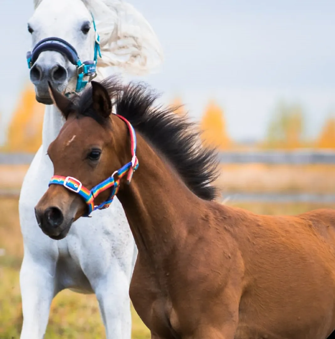 Недоуздок для жеребёнка
