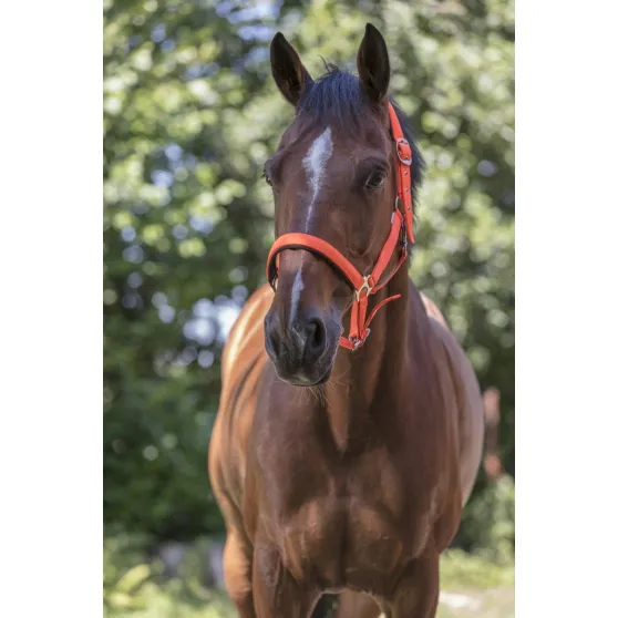 Недоуздок "Fluo"