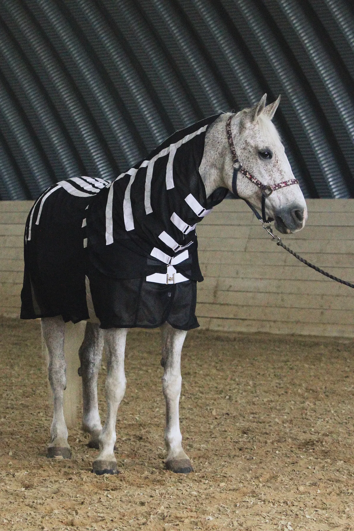 Магнитная попона для лошади, 155 размер