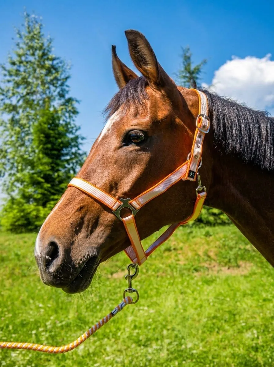 Недоуздок с чомбуром Изи HorsePlanet (Full, Темно-синий)