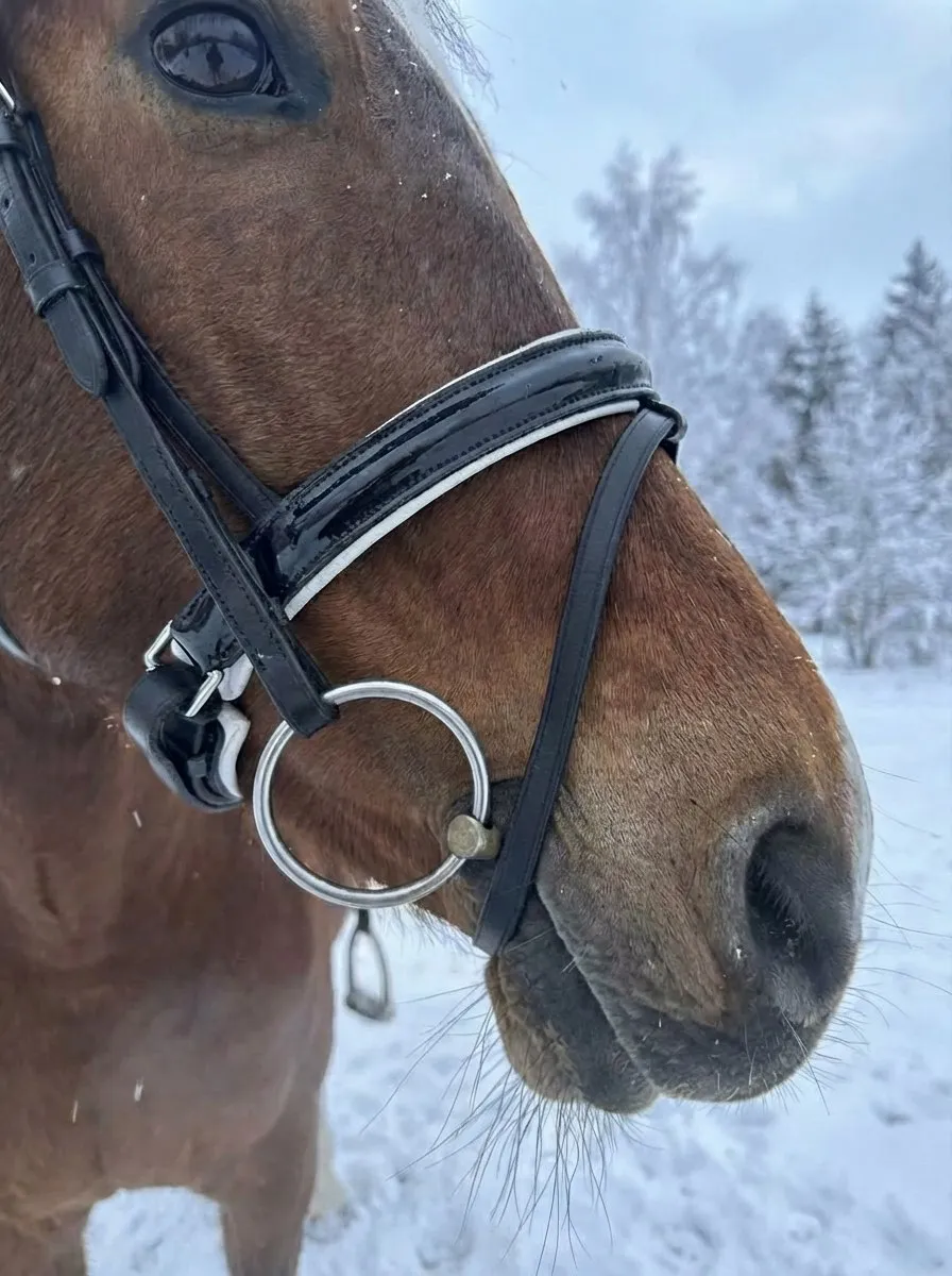 Трензельное оголовье Регина HorsePlanet (Cob)