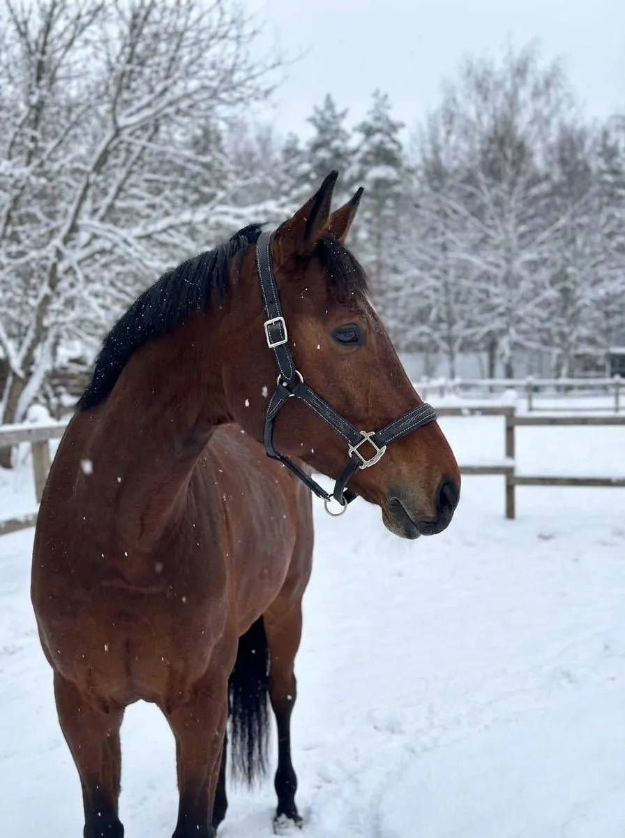 Кожаный недоуздок Галант HorsePlanet (Full)