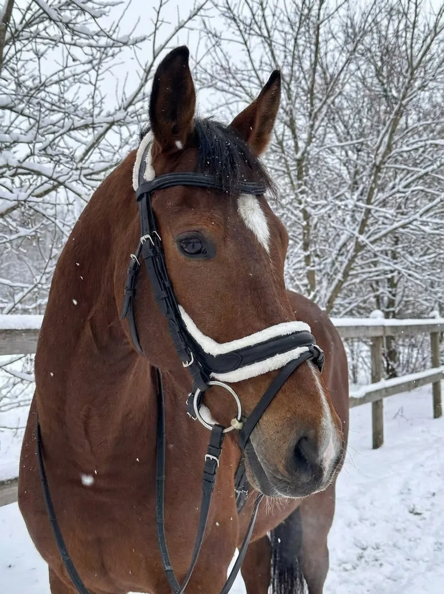 Трензельное оголовье с мехом Комфорт HorsePlanet (Cob, Коричневый)