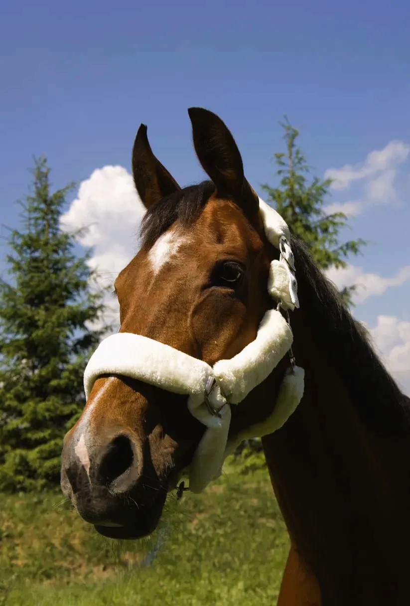 Недоуздок с мехом Камило HorsePlanet (Pony, Белый)