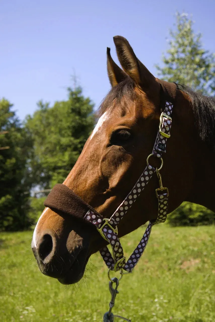 Недоуздок Мелоди HorsePlanet (Cob, Круги)