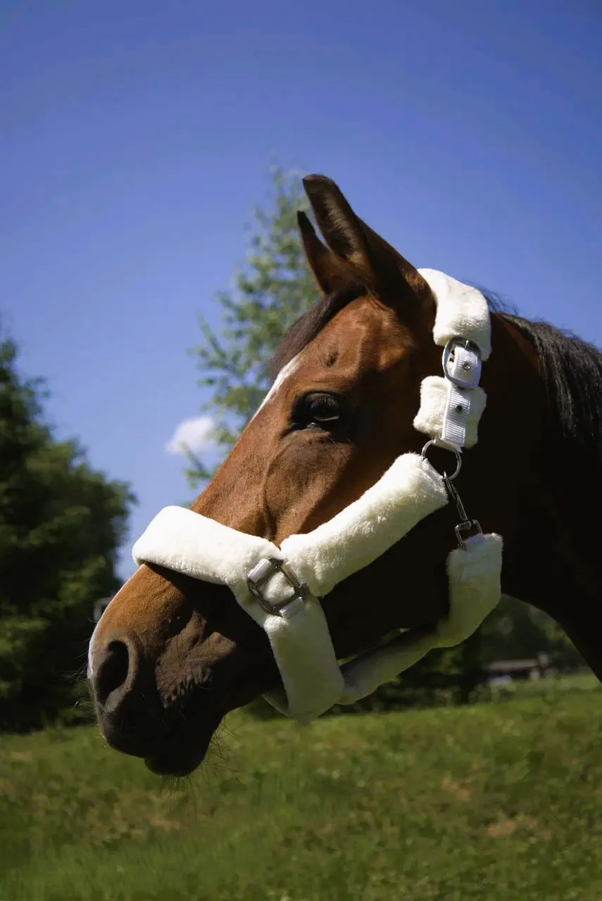 Недоуздок с мехом Камило HorsePlanet (Pony, Белый)
