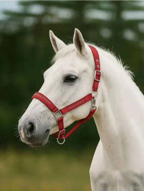 Недоуздок Легнум HorsePlanet (Cob, Красный)