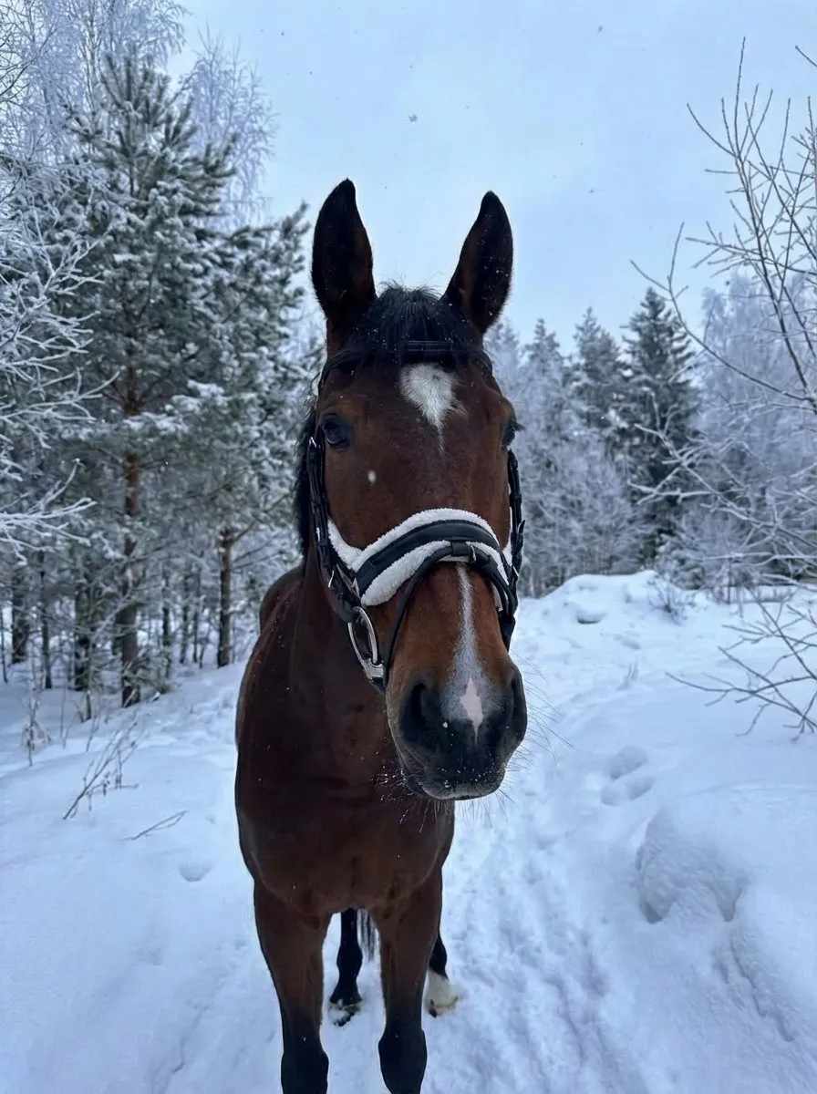 Трензельное оголовье с мехом Комфорт HorsePlanet (Cob, Коричневый)